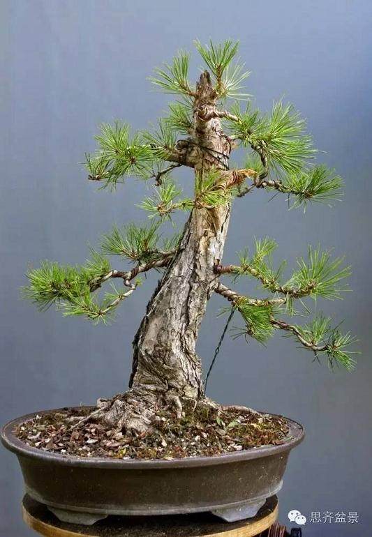 图解 黑松盆景的三年培育历程