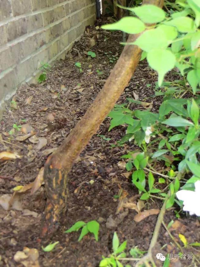 成长日记 | 梅花小矮霸盆景的成长历程