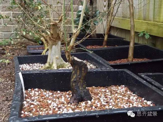 图解 梅花小矮霸盆景怎么成长的过程 图片