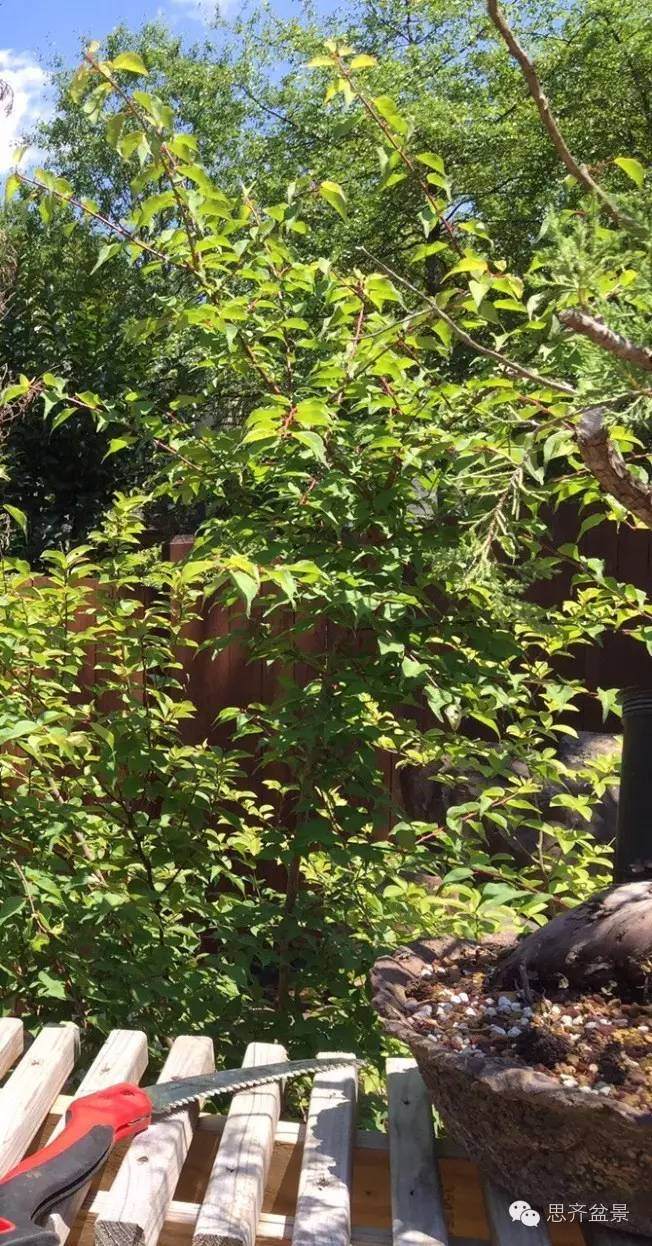 图解 梅花小矮霸盆景怎么成长的过程 图片