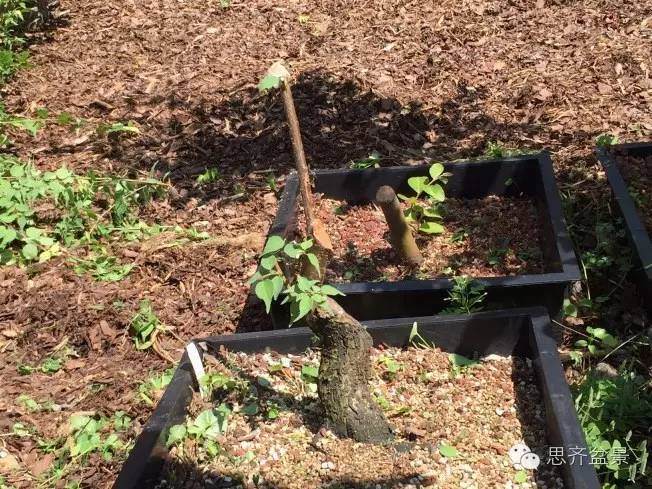 图解 梅花小矮霸盆景怎么成长的过程 图片