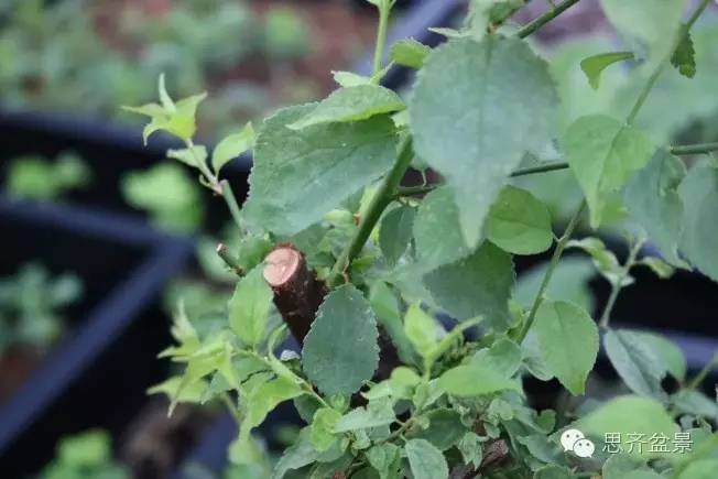 图解 梅花小矮霸盆景怎么成长的过程 图片