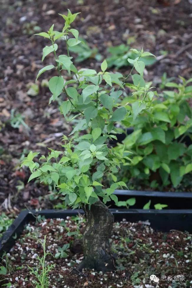 图解 梅花小矮霸盆景怎么成长的过程 图片