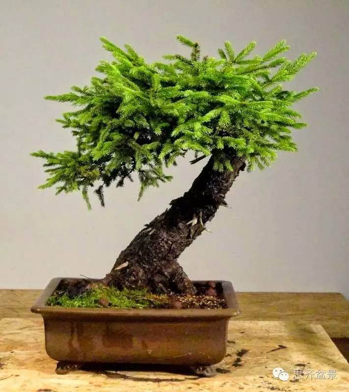 盆景制作 | 小型云杉盆景的制作