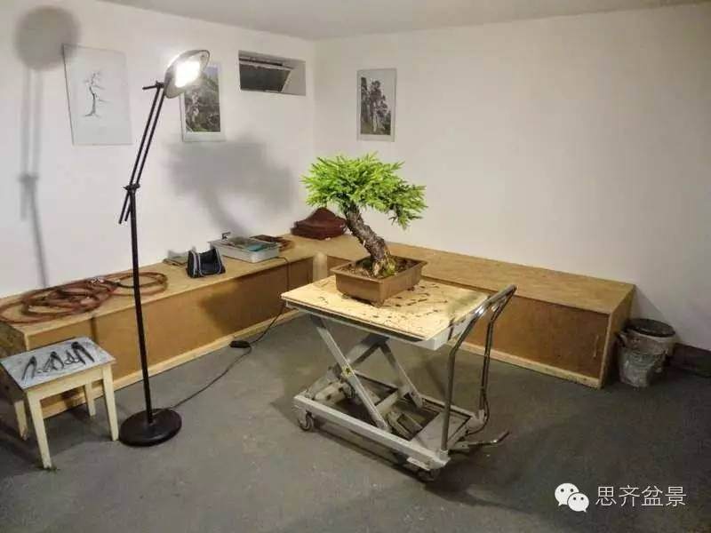 图解 小型云杉盆景怎么制作的方法