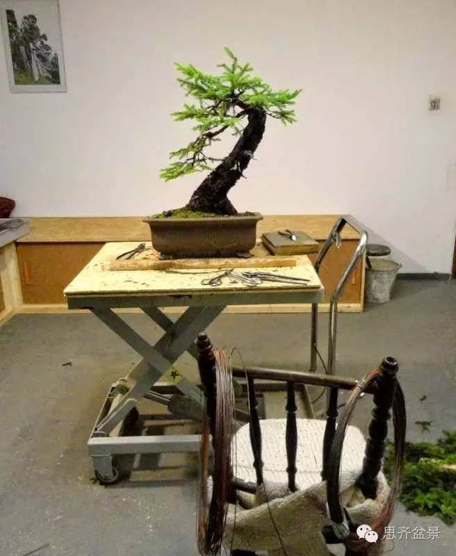 图解 小型云杉盆景怎么制作的方法