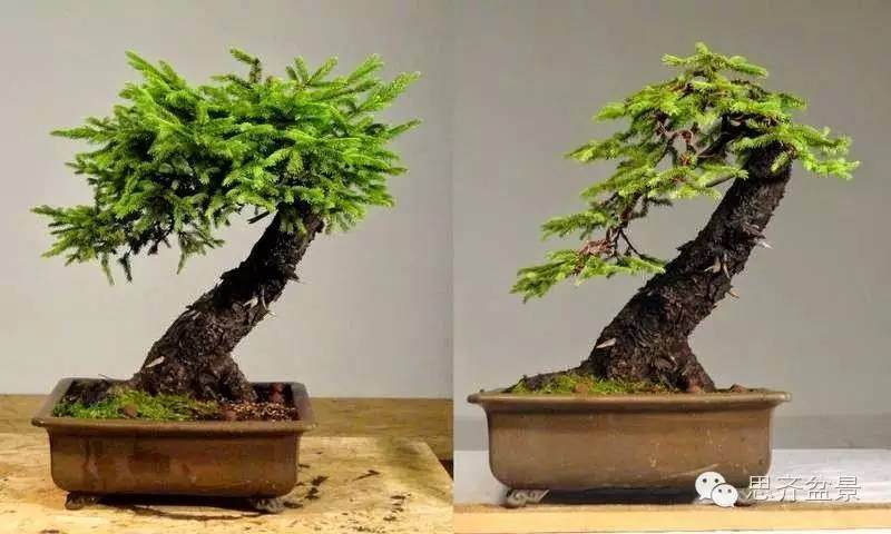 图解 小型云杉盆景怎么制作的方法