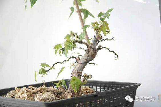 成长日记 | 三角枫盆景的培育日常及牺牲枝的运用