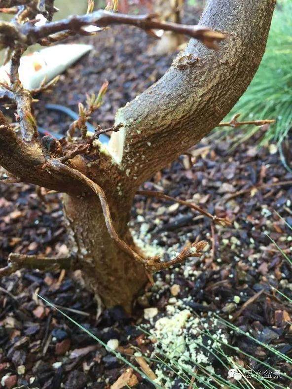 成长日记 | 三角枫盆景的培育日常及牺牲枝的运用