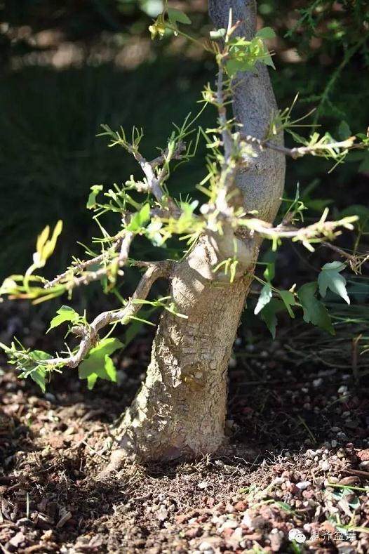 图解 三角枫盆景怎么培育及牺牲枝的运用