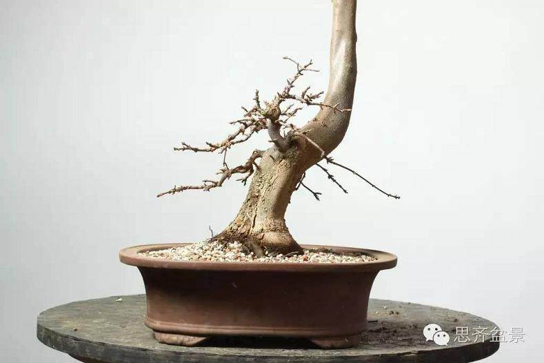 图解 三角枫盆景怎么培育及牺牲枝的运用