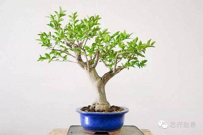 图解 紫薇盆景怎么去除大枝的方法