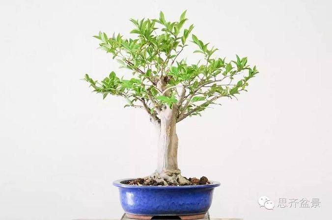 盆景学堂 | 去除大枝的小技巧 不得不看！