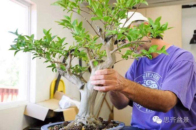 图解 紫薇盆景怎么去除大枝的方法