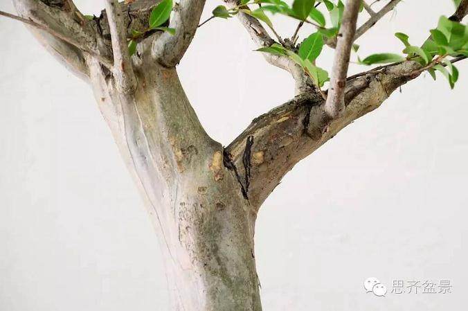 图解 紫薇盆景怎么去除大枝的方法