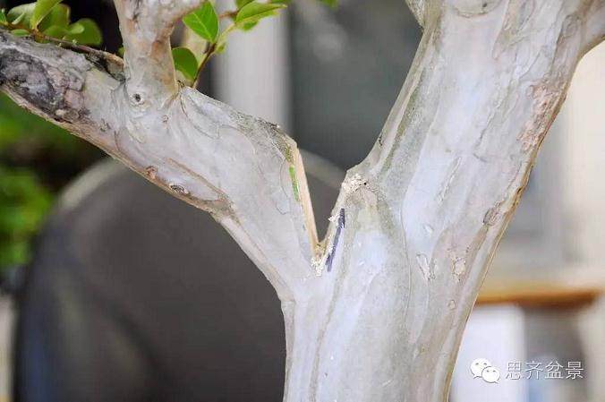 图解 紫薇盆景怎么去除大枝的方法