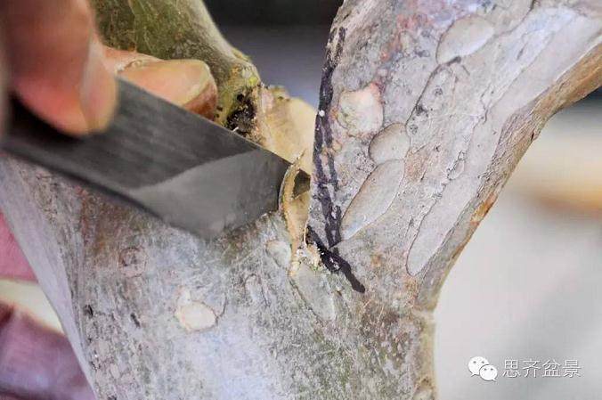 图解 紫薇盆景怎么去除大枝的方法