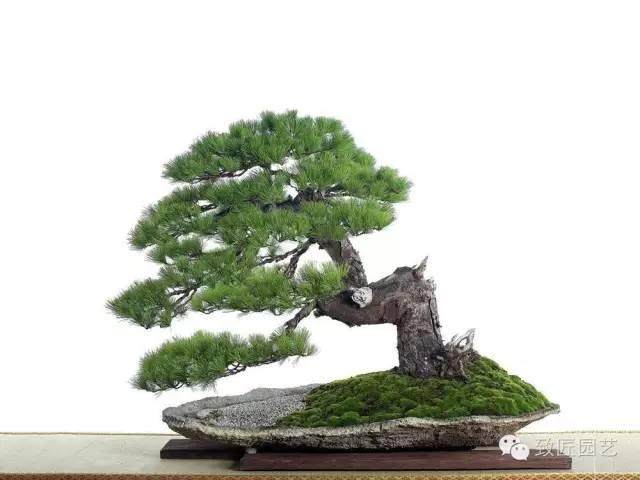 盆景的收藏是有窍门