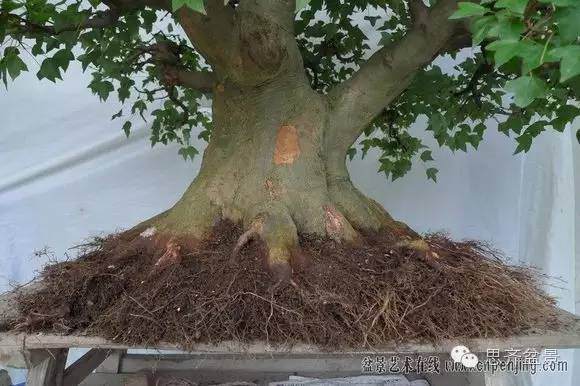 图解 培育三角枫盆景时根部该如何处理