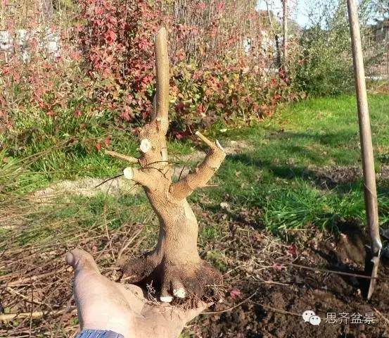 图解 培育三角枫盆景时根部该如何处理