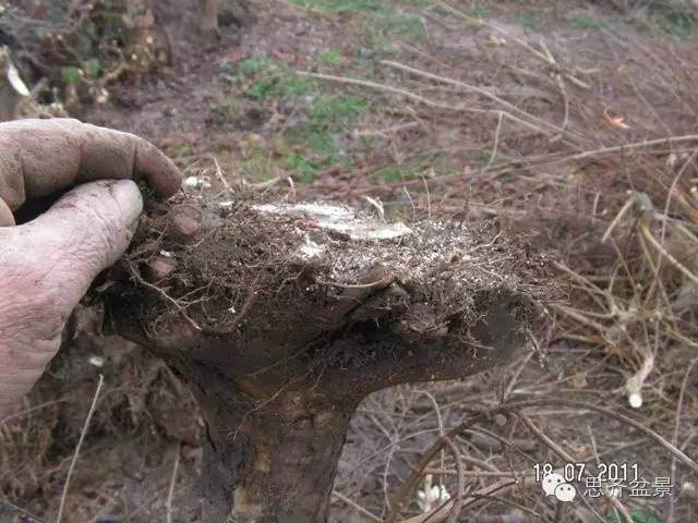 图解 培育三角枫盆景时根部该如何处理