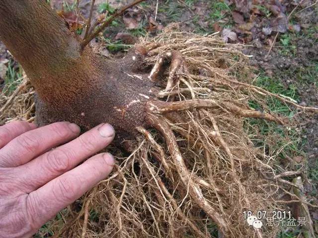 图解 培育三角枫盆景时根部该如何处理