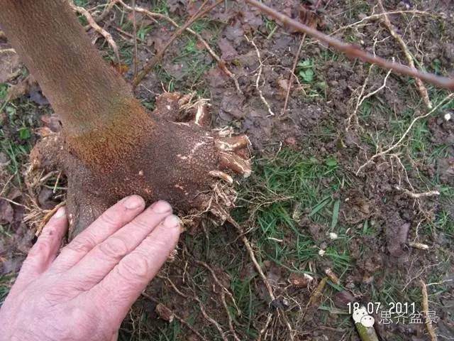 图解 培育三角枫盆景时根部该如何处理