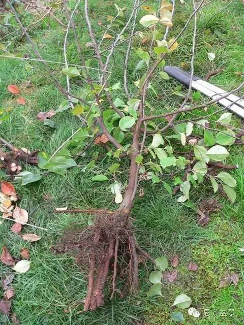 图解 培育三角枫盆景时根部该如何处理