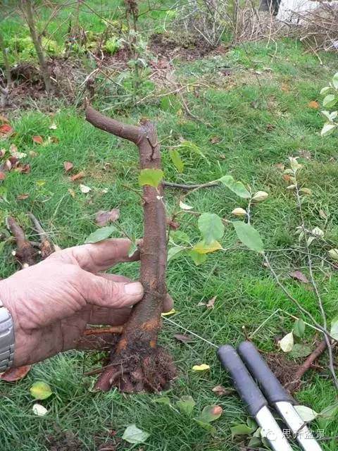 图解 培育三角枫盆景时根部该如何处理