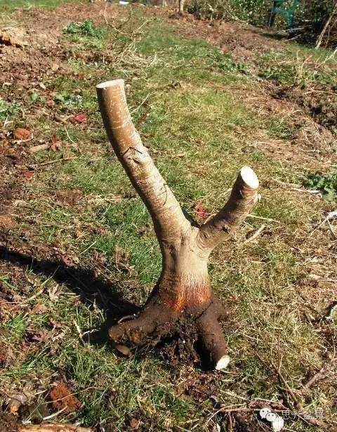 图解 培育三角枫盆景时根部该如何处理