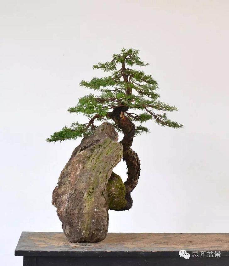 盆景制作 | 看看前所未见的悬崖式盆景