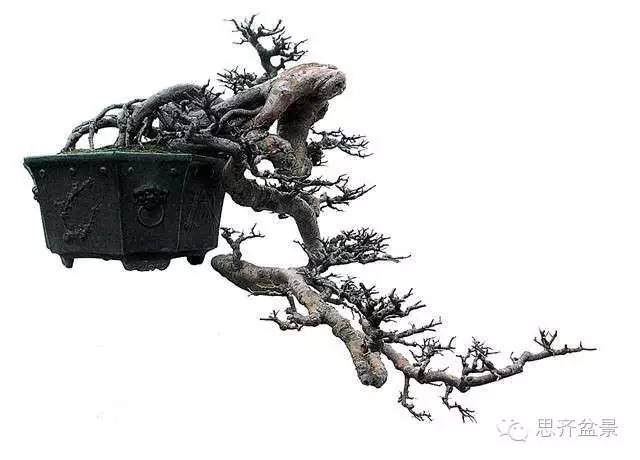 图解 看看前所未见的悬崖式盆景