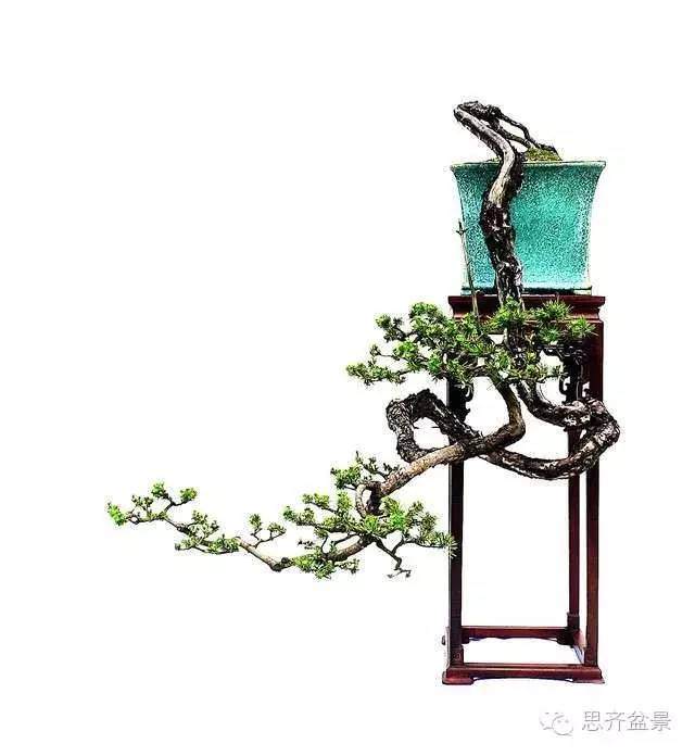 图解 看看前所未见的悬崖式盆景