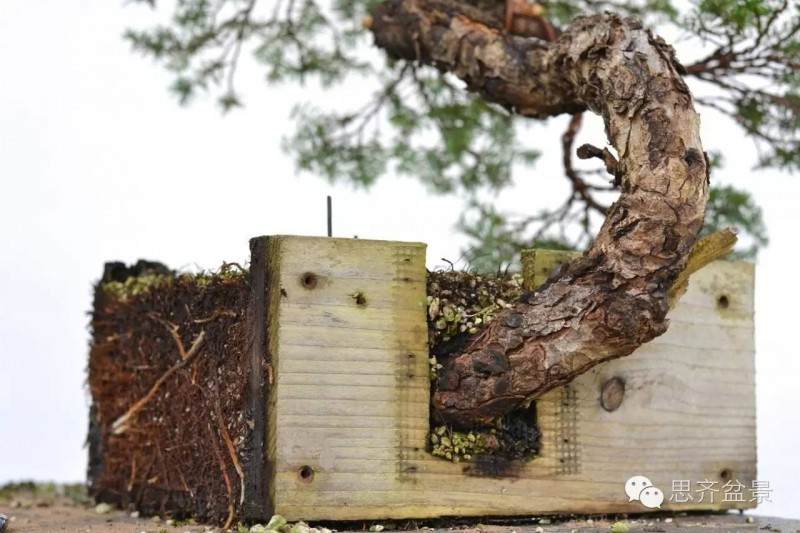 图解 看看前所未见的悬崖式盆景