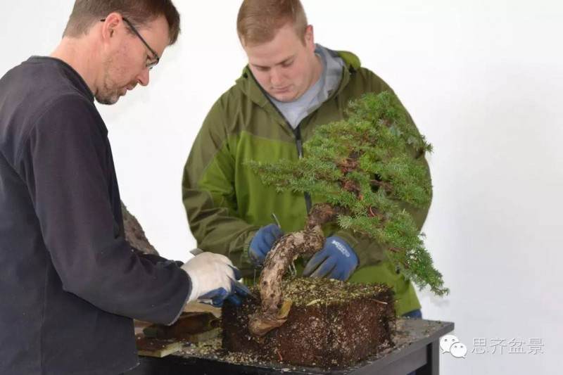 图解 看看前所未见的悬崖式盆景