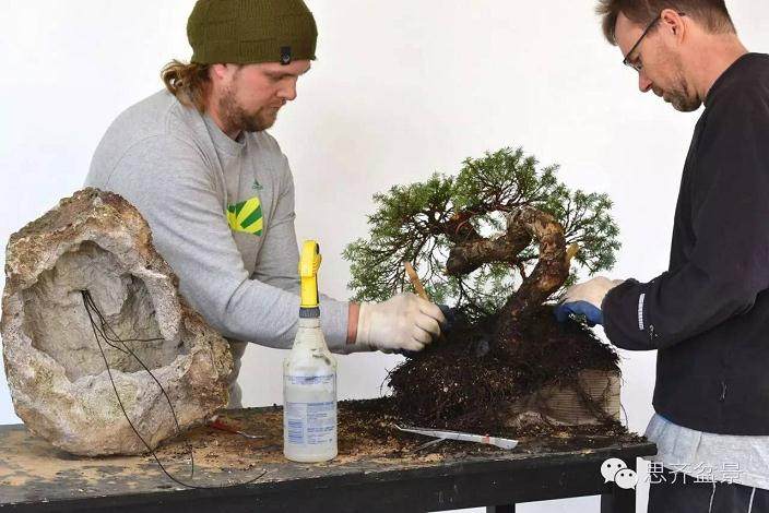 图解 看看前所未见的悬崖式盆景