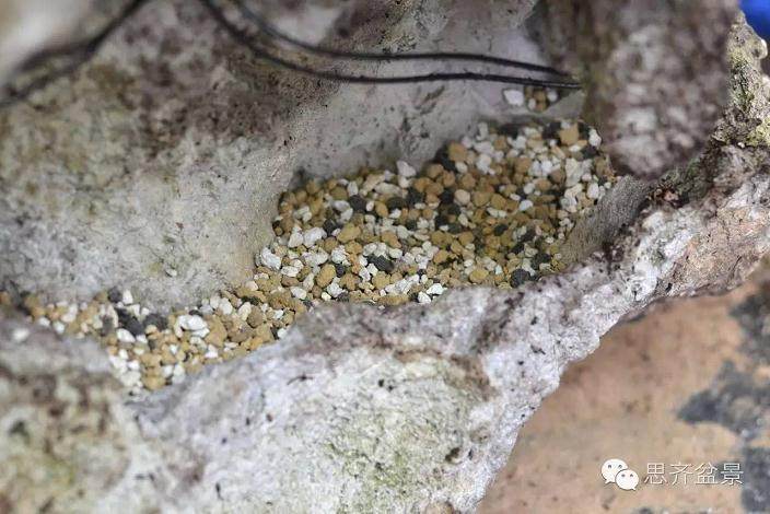 图解 看看前所未见的悬崖式盆景