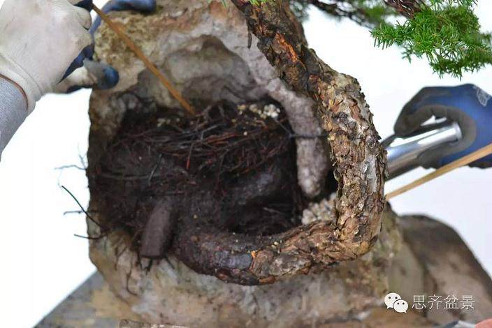 图解 看看前所未见的悬崖式盆景