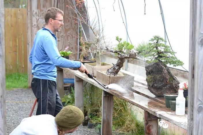 图解 看看前所未见的悬崖式盆景