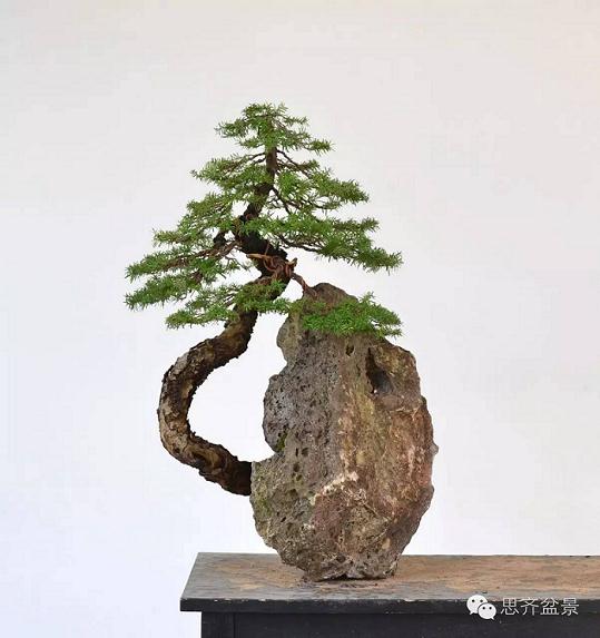 图解 看看前所未见的悬崖式盆景