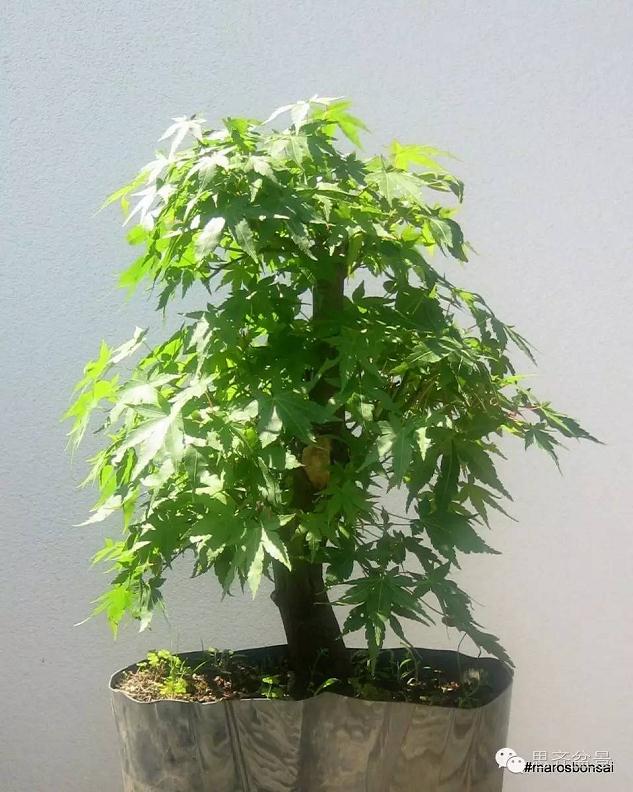 十年培育 | 鸡爪槭盆景的制作过程