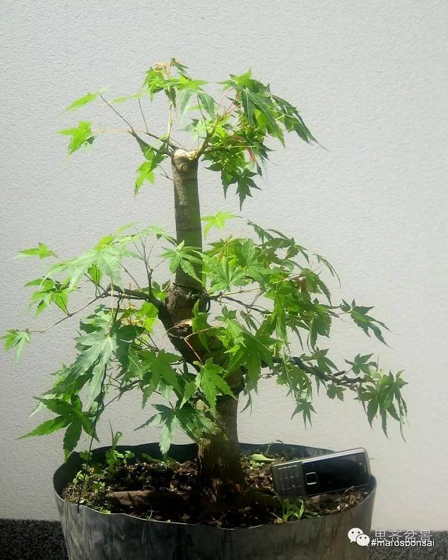 图解 鸡爪槭盆景怎么制作的过程