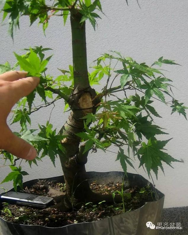 图解 鸡爪槭盆景怎么制作的过程
