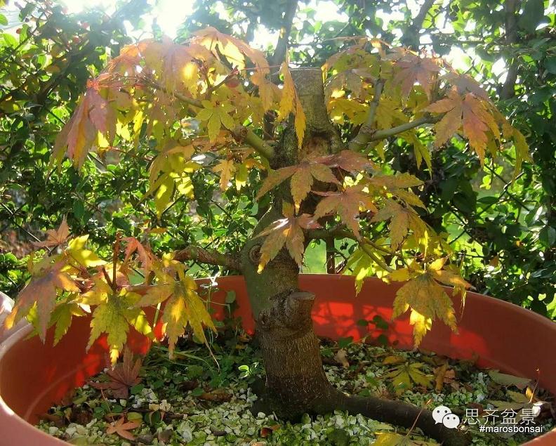 图解 鸡爪槭盆景怎么制作的过程