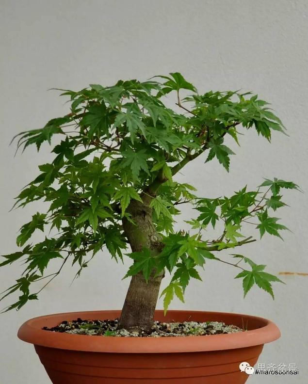 图解 鸡爪槭盆景怎么制作的过程