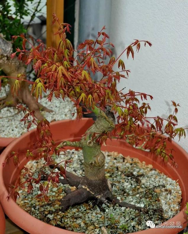 图解 鸡爪槭盆景怎么制作的过程