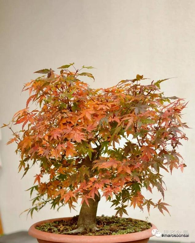 图解 鸡爪槭盆景怎么制作的过程