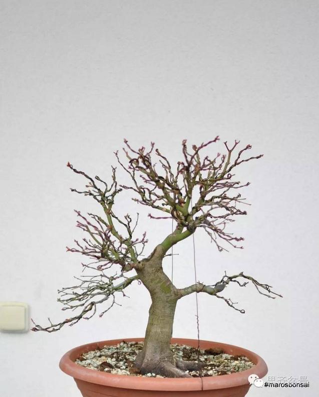 图解 鸡爪槭盆景怎么制作的过程