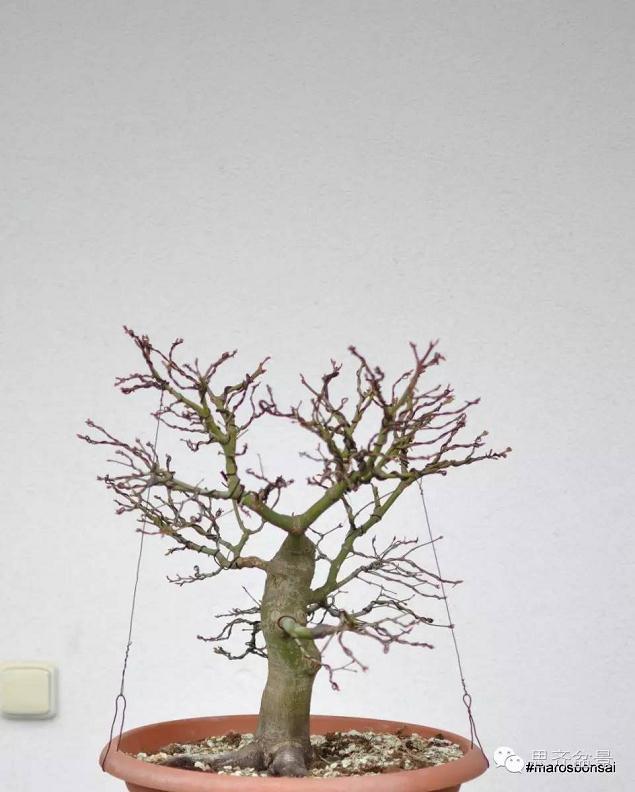 图解 鸡爪槭盆景怎么制作的过程