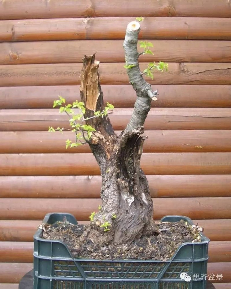 图解 樱桃盆景怎么培育发芽的过程